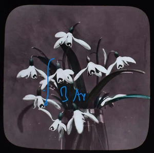 SCHNEEGLÖCKCHEN - BLUMEN UM 1890 Magisches Laternendia ANTIKES BLUMENSTUDIE FOTOGRAFIE - Bild 1 von 5