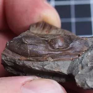 36gr Trilobite Checo Conocoryphe sulzeri Cámbrico Fósiles 471 - Imagen 1 de 15