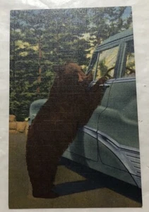 Holdup Bear In Yellowstone National Park. Postcard (V2) - Picture 1 of 2