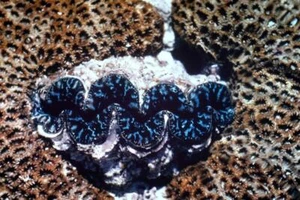 35mm Colour Slide- Burrowing Clam Great Barrier Reef Qld Australia 1950's - Photo 1/1