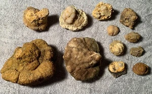 Fossilized Indiana Geode Quartz Crystal Whole Agate crinoid calyx Lot - Picture 1 of 3