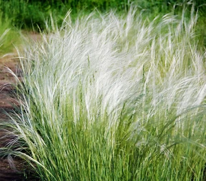 MEXICAN FEATHER GRASS 153 SEEDS STIPA TENUISSMA, HARDY, ORNAMENTAL GRASS USA SEL - Picture 1 of 6