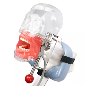 Simulador dental modelo cabeza de maniquí dientes montado en banco para entrenamiento dental - Imagen 1 de 10