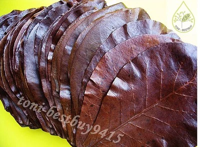 25pc BEST Indian Almond Leaf Catappa Ketapang Leaves Shrimp Betta Discus Cichlid - Image 1 of 4