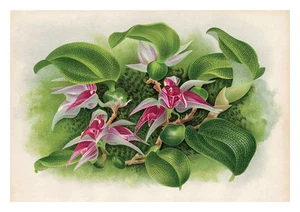 Bulbophyllum Carinatum by Jean Linden Orchids A4 Art Print - Picture 1 of 1