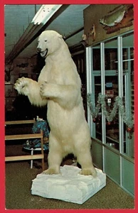 c1970 Herter's Inc. Store WASECA MN Stuffed "Record Class Polar Bear" Taxidermy - Picture 1 of 2