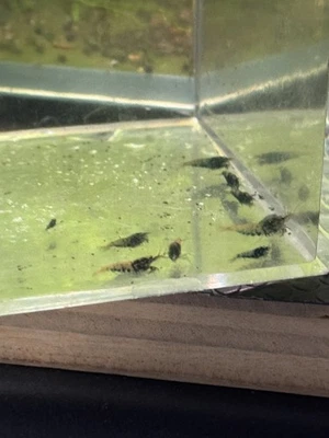 10+2 JUVIES BOA Caridina metálicos | GARANTÍA DE LLEGADA EN VIVO | ENVÍO GRATUITO 2 DÍAS Foto 1 de 3