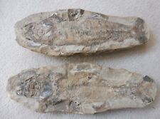 Tharrhias araripis Fish 27 cm - (Positive + Negative) - Brazil - Cretaceous