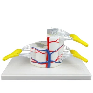 Vision Scientific VAV260 médica vertebral y médula espinal parcial - Imagen 1 de 7