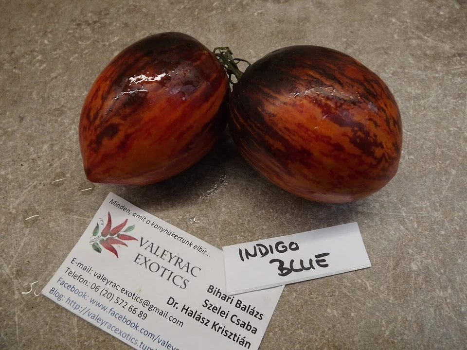 Tomate azul índigo - tomate 10+ semillas - semillas - semillas - semillas de ... - Imagen 1 de 1