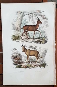 TRAVIES Gravure ancienne vers1840 Buffon: LE BOSBOK. LE BUBALE - Imagen 1 de 1