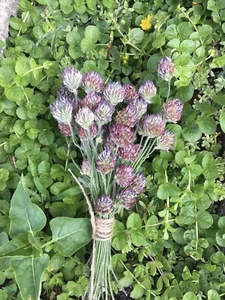 Red Clover Dry Flowers Wild Flower Arrangements Tea - Picture 1 of 6