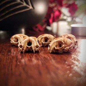 Cat Skull Conjoined Skull - 1:12 Scale miniature replica curiosity (5 skulls) - Picture 1 of 8