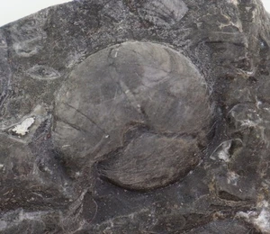 Goniatit, Staffites afrispinus, Devon Famenne, Dar Kaoua, Tafilalt,Marokko-m176 - Picture 1 of 6