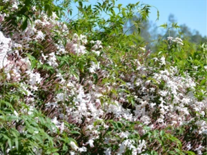Jasmine polyanthum Pink Jasmine Climber Pack - Picture 1 of 10