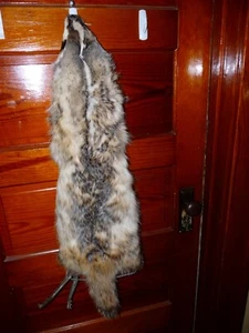 ENORME HERMOSO SOMBRERO DE CABINA TAXIDERMIA PIEL GARRA 4 PIES TEJÓN CURTIDO DECORACIÓN B3 - Imagen 1 de 4