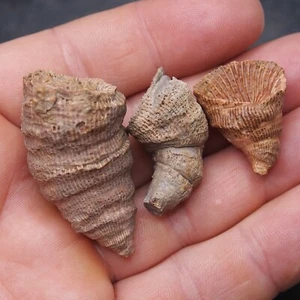3 piezas 47gr. Fósiles Cuerno Rugoso Coral Extinto Coral Solitario Devónico 24 - Imagen 1 de 7