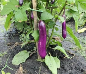 purple long eggplant : true breed vegetable seeds - Picture 1 of 4