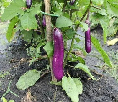 purple long eggplant : true breed vegetable seeds  - Image 1 of 4