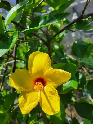 EXOTIC Cherry Lemonade  HIBISCUS STARTER LIVE PLANT - Image 1 of 4