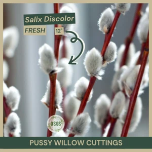 Salix discolor | Pussy Willow Cuttings |  12"  Fresh Cuttings | Native Shrub - Picture 1 of 8