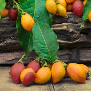 Hybrid Peanut Butter Fruit Plant ( Seedling plant ) 1 Bare-Root Plant - Picture 1 of 5