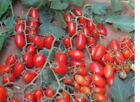 10 x tomato  MINI plug plants  PRE ORDER  CHOICE OF VARIETIES free postage