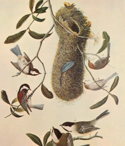 John James Audubon CASTNUT CHICKADEE Vintage Libro Plato Arte Impresión 73 - Imagen 1 de 3