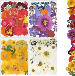 Dried Pressed Flowers, 80Pcs Real Natural Pressed Flowers for Resin Nail Art Scr - Picture 1 of 12