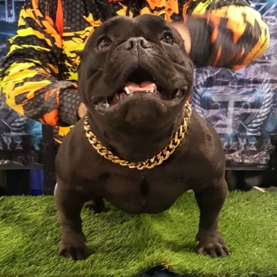 Gargantilla de oro para mascotas con eslabones cubanos 19 mm collar de exhibición de perros acero inoxidable 316L Foto 1 de 4