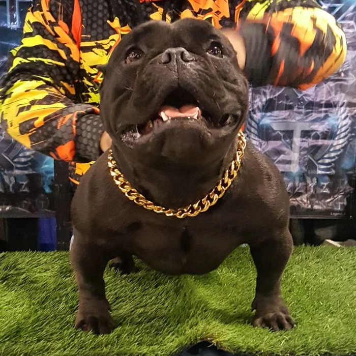 Gargantilla de oro para mascotas con eslabones cubanos 19 mm collar de exhibición de perros acero inoxidable 316L Foto 1 de 4