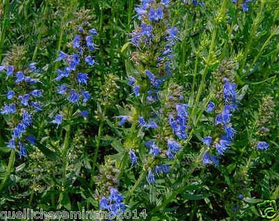 HORTUS 1000 SEMI DI ISSOPO Hyssopus officinalis - Piante aromatiche-OLI ESSENZIALE -