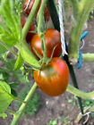 Tomate Sorte : Black Plum 20+ Samen, Samenfest, Sorte,  Robuste Sorte