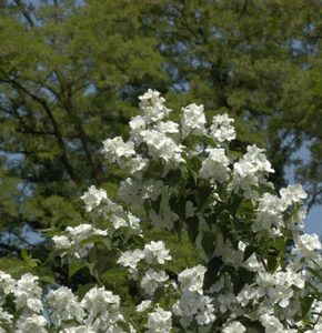 Gefüllter Gartenjasmin 60-80cm - Philadelphus - Bild 1 von 1