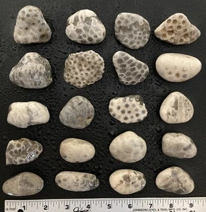 20pc BULK Michigan Petoskey Stones (Hexagonaria) - Natural Fossils 2LBS - Picture 1 of 6