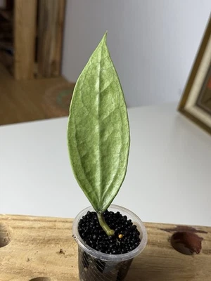 Raro 🦄 Hoya Germania Argento - Immagine 1 di 4