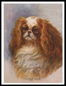 KING CHARLES TOY SPANIEL BLENHIEM HEAD STUDY VINTAGE STYLE DOG ART PRINT POSTER - Picture 1 of 1