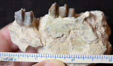 Mesohippus Jaw on Matrix, Three Toed Horse Fossil, Oligocene, South Dakota, H669