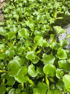 2 large Water Hyacinths  Pond Plants Floating Live - Image 1 of 4