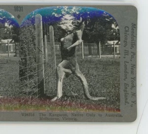 Kangaroo Native to Australia Melbourne Victoria Keystone Stereoview - Picture 1 of 2