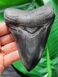 11,7 cm scuro impressionante dente del megalodonte - squalo dente fossile - Foto 1 di 11