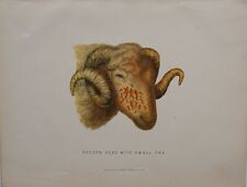 1880 Farriery Aufdruck SHEEP'S Kopf Mit Klein Pox