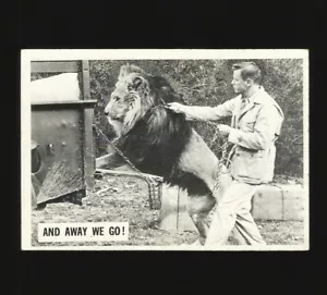 Daktari TV Trading Cards 1966 Philadelphia Card Number 16 And Away We Go #16 - Picture 1 of 3