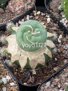 Astrophytum myriostigma f.cristata injerto con base decoración jardín boutique 2-3C - Imagen 1 de 5
