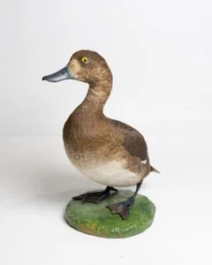 Taxidermy Female Scaup - Picture 1 of 6