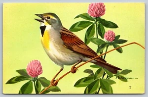 DICKCISSEL 1957 songbird National Wildlife Federation vintage UNP Postcard A46 - Picture 1 of 2