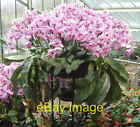 Photo 6x4 Orchid flowers and pitchers at Kew This massed flower display i c2009