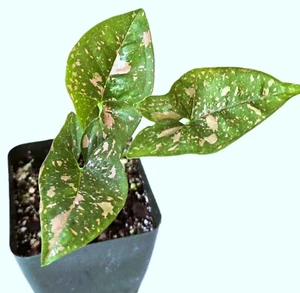 Syngonium PINK SPLASH - rooted, 4" pot size - Picture 1 of 3
