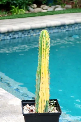 Alto Precioso Cereus sp.  Cactus abigarrado 12" enraizado no agave Haworthia Foto 1 de 4