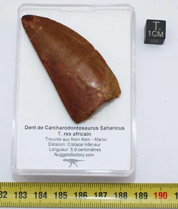 Dent De Dinosaur Carcharodontosaurus Saharicus T.Rex (2 5/16in-041 **) - Picture 1 of 12